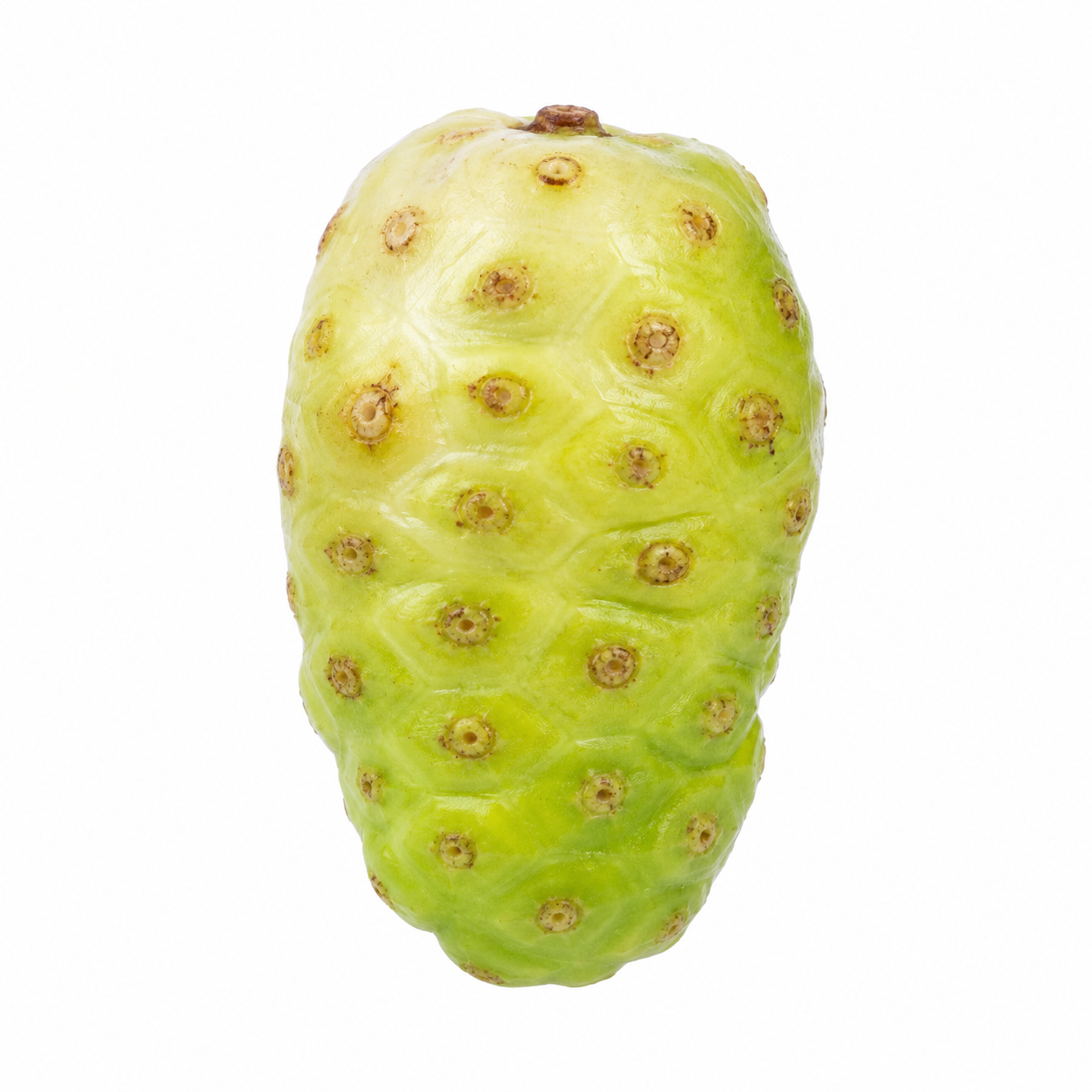 Buah mengkudu