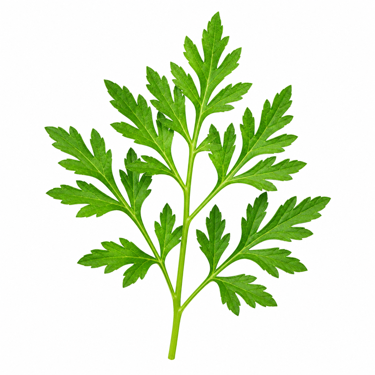 Daun cakar ayam