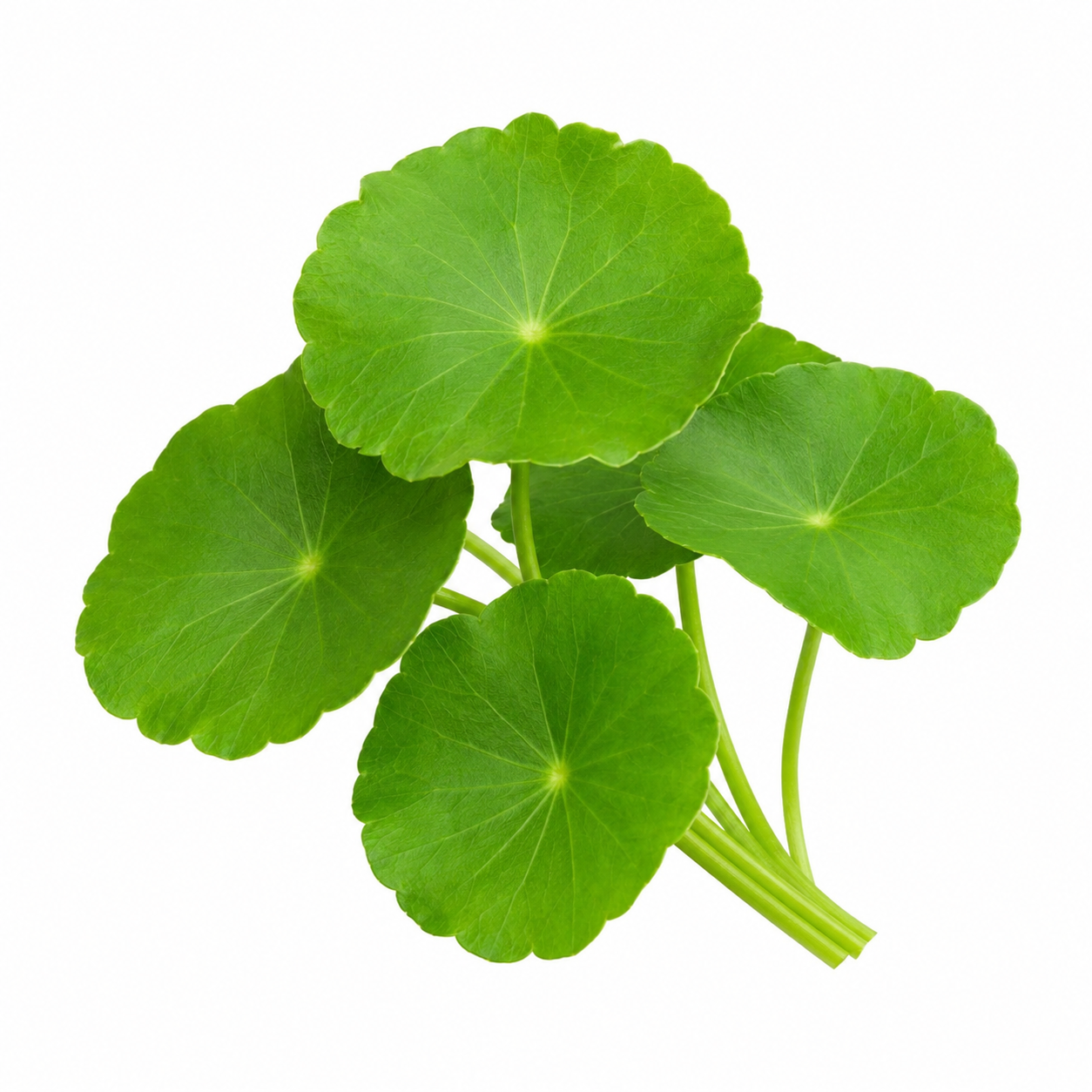 Daun pegagan